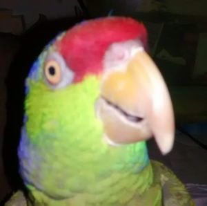 Meet your Posher, Judy